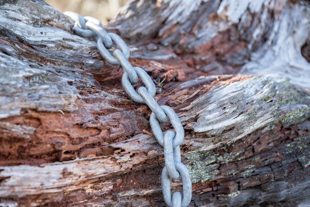 Closed up of a steel chain on a bark of a tree trunk - Foto, Imagem