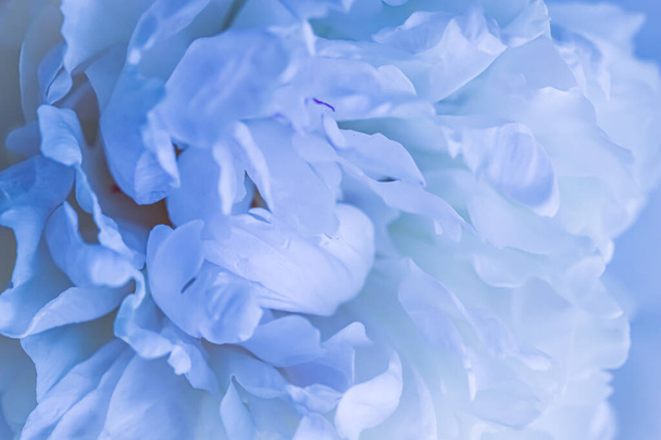 Мягкий фокус, абстрактный цветочный фон, бледно-голубые лепестки пиона. Макроцветы для дизайна праздничных брендов - Фото, изображение