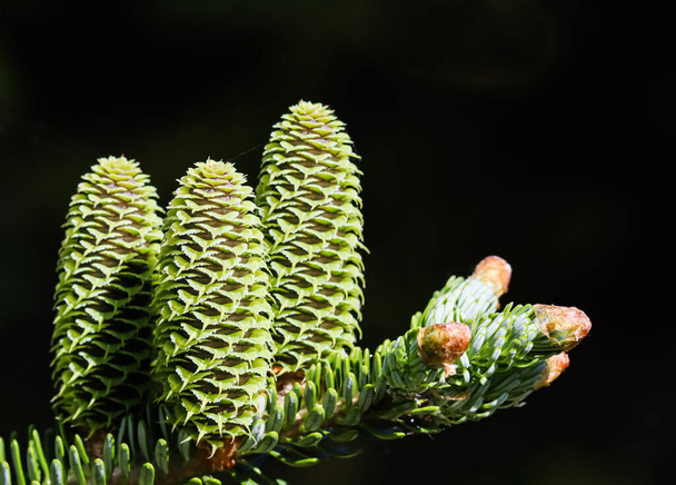 A branch of Korean fir with young cones on black background - Foto, Imagem