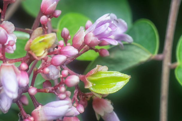 close up shot of the Averrhoa carambola flora - Photo, Image