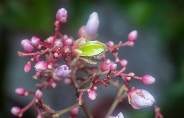 close up shot of the Averrhoa carambola flora - Fotoğraf, Görsel