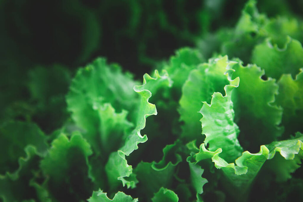 Zbliżenie rzędów ekologicznych zdrowych roślin sałaty zielonej - Zdjęcie, obraz