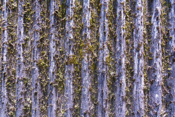 roof tile overgrown with moss background, low depth of field - Fotó, kép