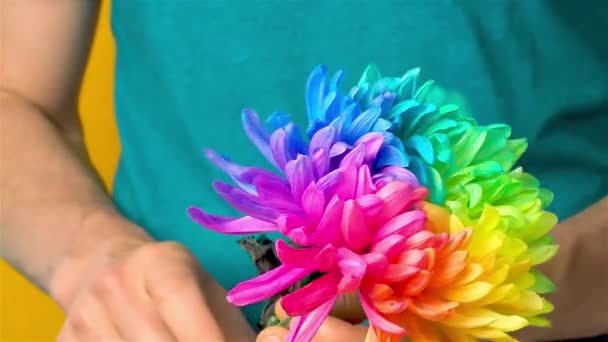 Hombre caucásico gira una flor de crisantemo multicolor en sus manos - Metraje, vídeo