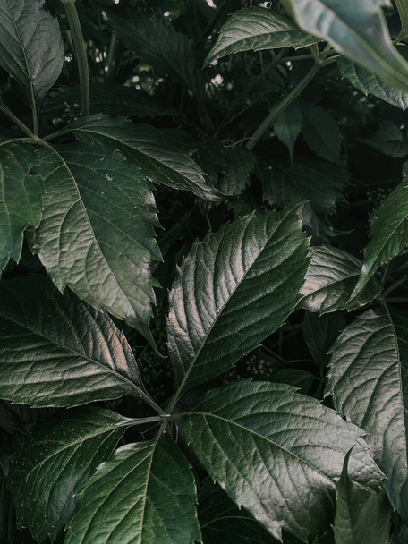 A closeup shot of green plants - Φωτογραφία, εικόνα