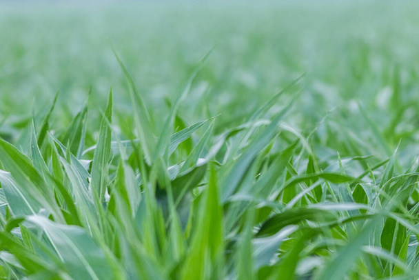 A closeup sh of not mown grass - Фото, изображение