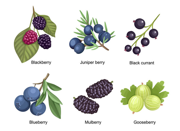 Állítsa be a nyári kert és a vadon termő bogyók szeder, boróka bogyó, fekete ribizli és áfonya szeder és egres - Vektor, kép