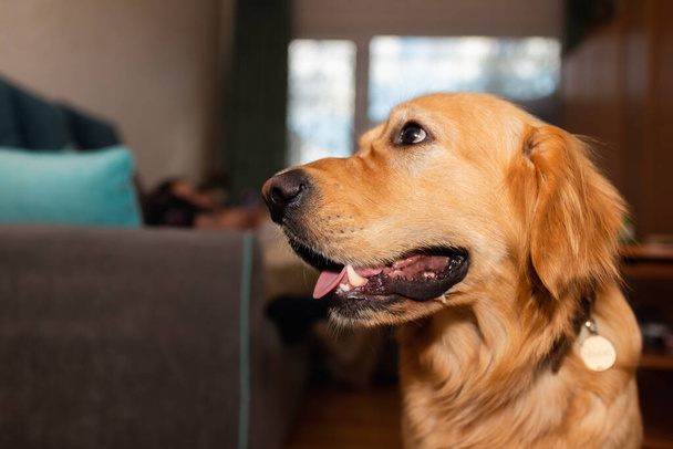 Ağzı açık Golden retriever köpeği yerde oturuyor, köpek evde altın labrador portresi yapıyor. Yakından.. - Fotoğraf, Görsel