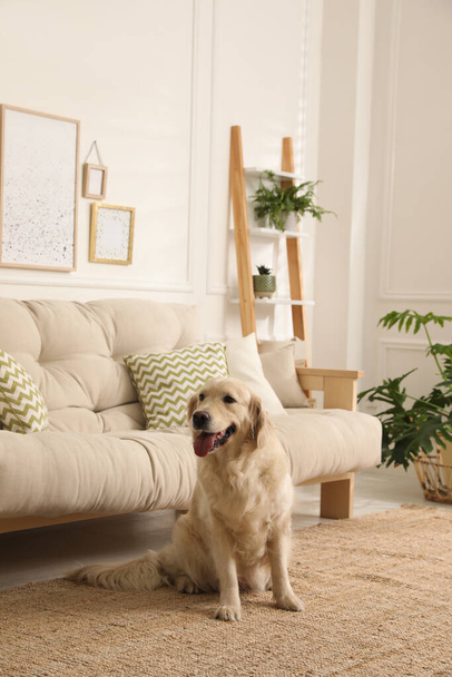 Adorable Golden Retriever dog in living room - Foto, afbeelding