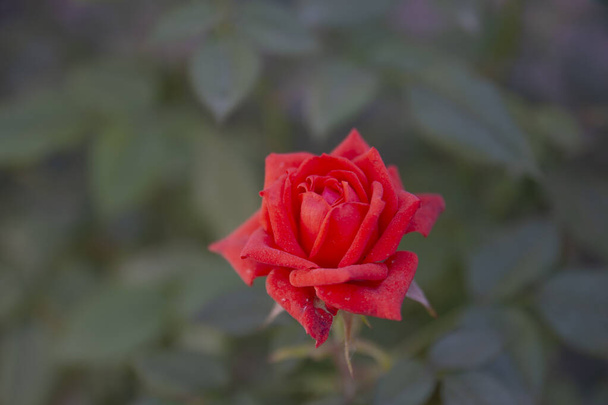 Aksamitna czerwona róża, którą hodujemy w naszym ogrodzie. Kwiat ostrości selektywnej. - Zdjęcie, obraz