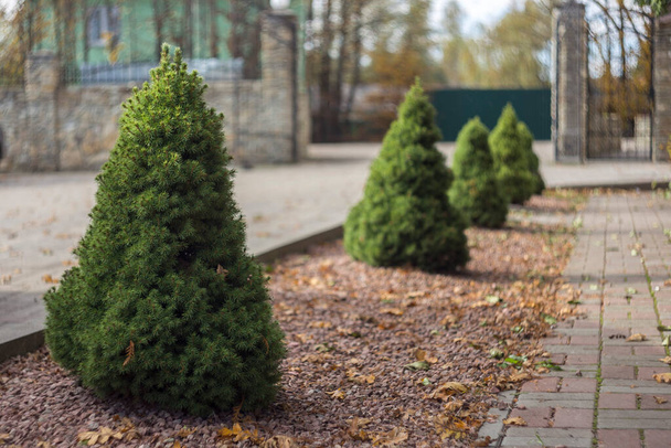Picea glauca Conica dwarf decorative coniferous evergreen tree in a city park in Europe. Use of Canadian spruce (Picea glauca Conica) in ornamental landscaping. - 写真・画像