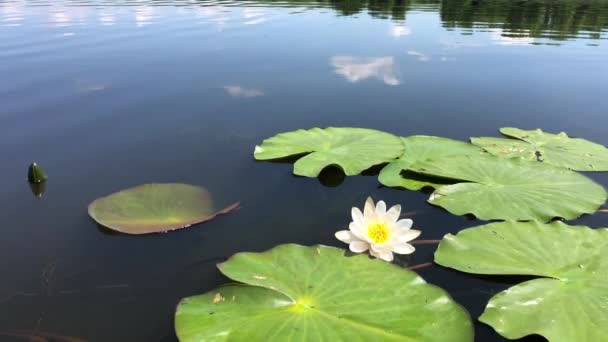 Flores de loto blanco lirio de agua entre hojas verdes de agua en un estanque.  - Metraje, vídeo