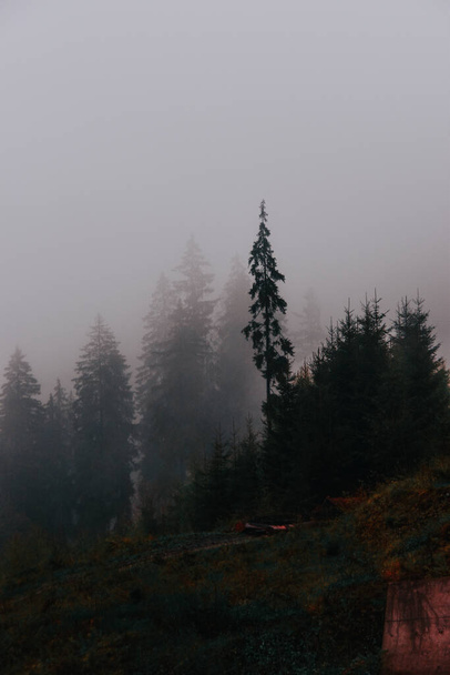 A beautiful shot of foggy forest - Фото, зображення
