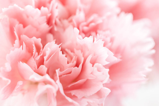 Pink carnation flower. - Photo, Image