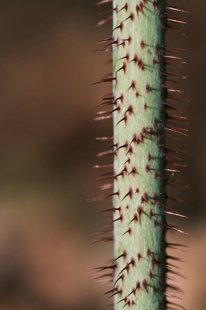 A vertical shot of a thorny stem of a plant on a brown background - Foto, Imagen