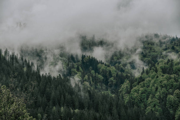 A beautiful shot of foggy forest - Фото, зображення