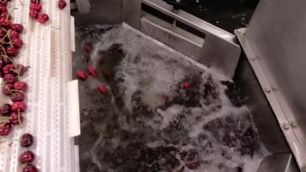 Cerezas silvestres caen en el agua espumosa de la cinta transportadora - Metraje, vídeo