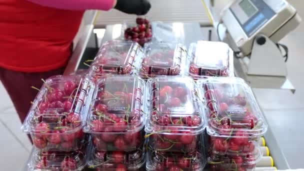 Plant worker puts wild cherries in container on scales - Filmagem, Vídeo
