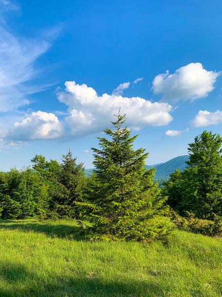 A vertical shot of lush trees on a green field under a blue cloudy sky - Fotografie, Obrázek