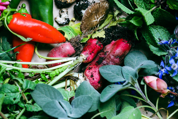 A closeup shot of homegrown vegetables after a harvest - Фото, изображение