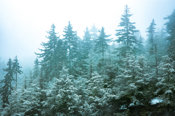 A beautiful snowy landscape in fir trees forest - 写真・画像