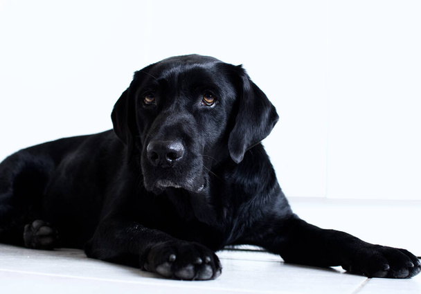 My black Labrador posing for my camera after a grueling day - Zdjęcie, obraz