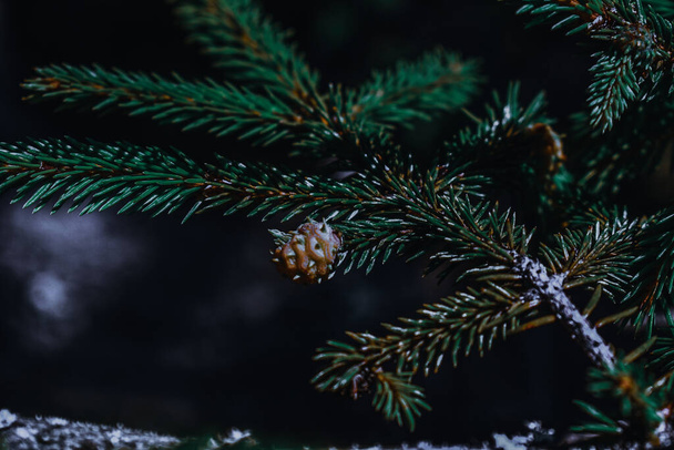 A closeup of a pine cone on a tree branch - Фото, изображение