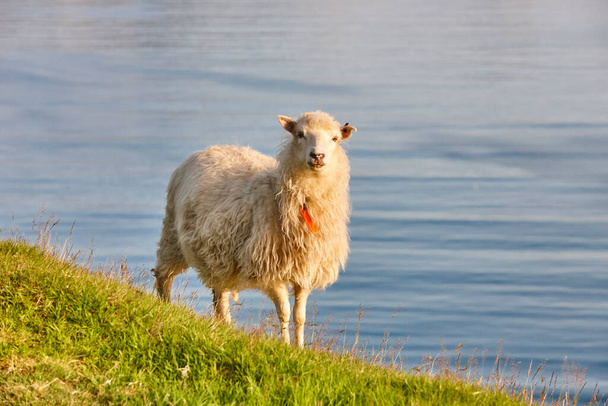 Owce pasące się na wyspach Owczych. Zielone wybrzeże krajobrazu - Zdjęcie, obraz