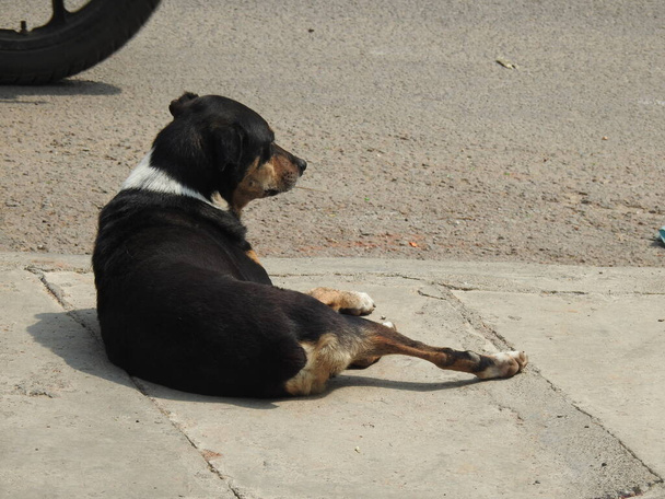 Nahaufnahme eines schönen indischen Straßenhundes, der auf einer asphaltierten Straße der Stadt sitzt und spazieren geht - Foto, Bild