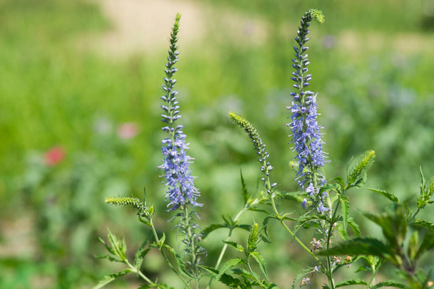 Veronica longifolia o verbena purpletop, un brillante fiore selvatico viola-blu in un giardino - Foto, immagini