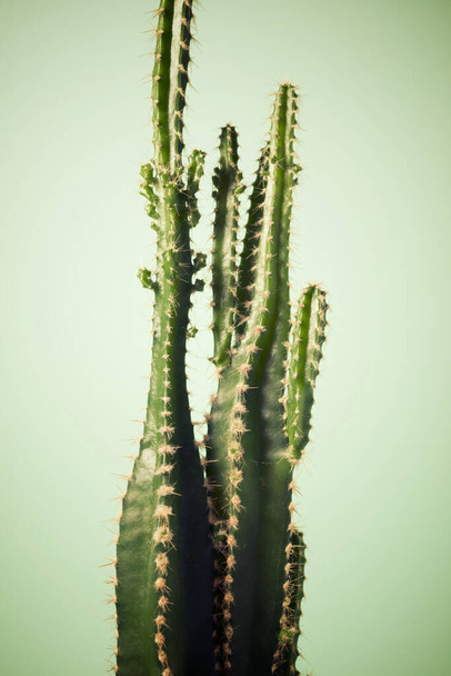 Маленька кактусова рослина на фоні зеленої стіни
. - Фото, зображення