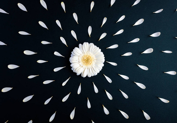 Flatlay of gerbera petals around coffee cup with a flower - Фото, изображение