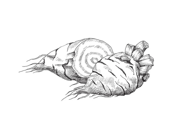 Beet plant root engraving vintage vector illustration isolated on white. - Вектор, зображення