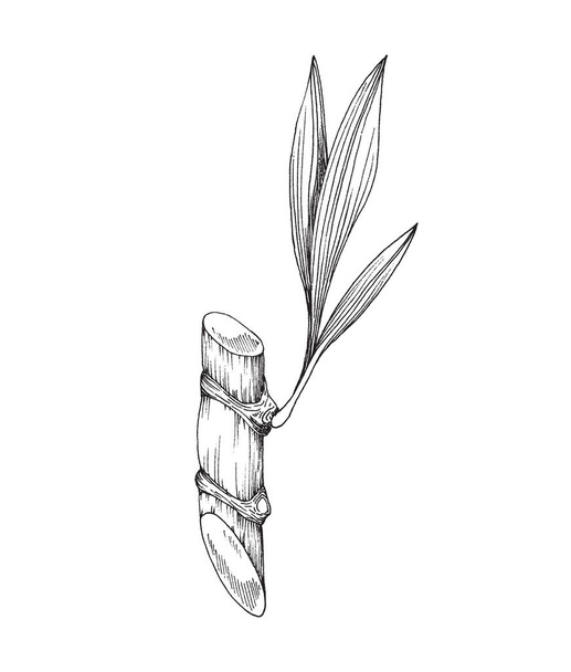 Cut sugarcane stem with leaf, engraving vector illustration isolated on white. - Vektor, kép