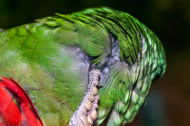 Farbenfroher australischer Rosella-Vogel kratzt sich am Kopf - Foto, Bild