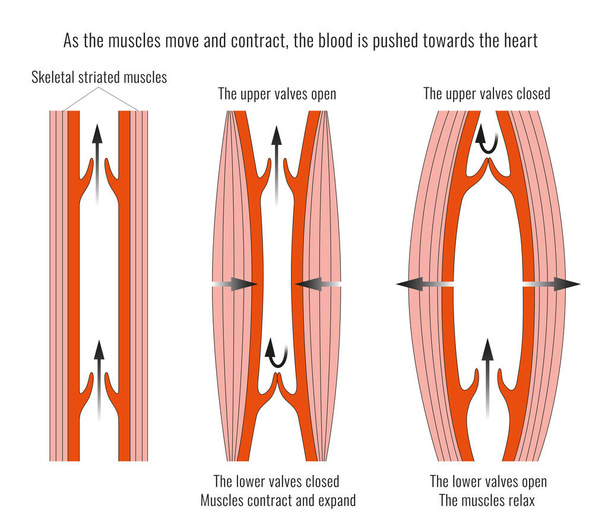 Anatomie et fonction des valvules cardiaques - Photo, image