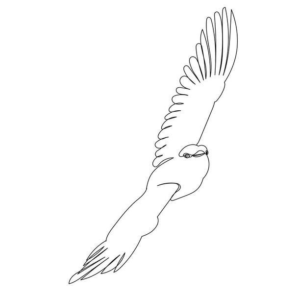 flying bird sketch on white background, isolated, vector - Vetor, Imagem