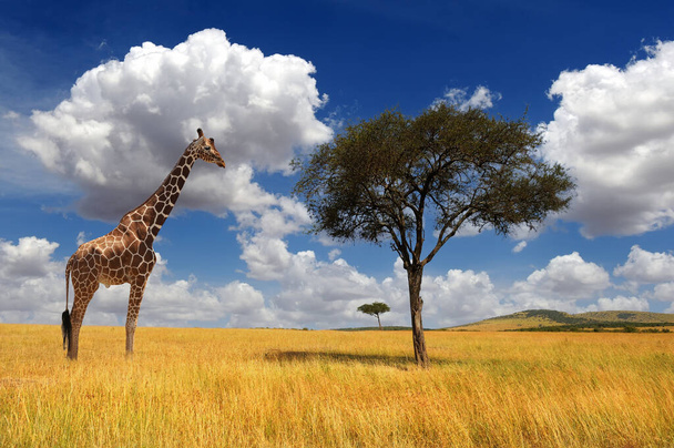 Beautiful landscape with nobody tree and giraffe in Africa - Photo, Image