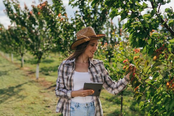woman examining trees in orchard - Foto, Imagem