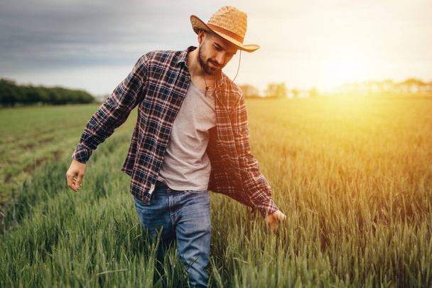 man walking through wheat filed - Zdjęcie, obraz