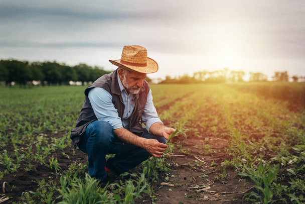 man examining root of corn plant on field - Фото, изображение