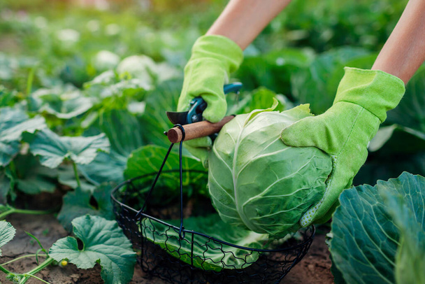 Jardinero recogiendo la col en el jardín de verano, cortando con una podadora y poniendo la cosecha de verduras en la cesta Cosecha de verduras orgánicas. Primer plano de la comida saludable - Foto, imagen