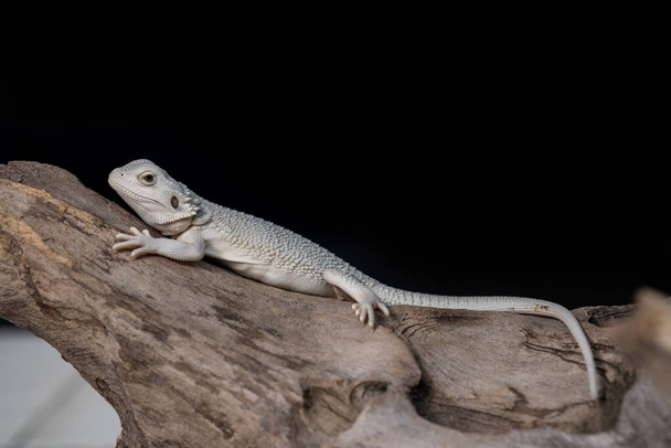 bearded dragon on ground with black background - 写真・画像