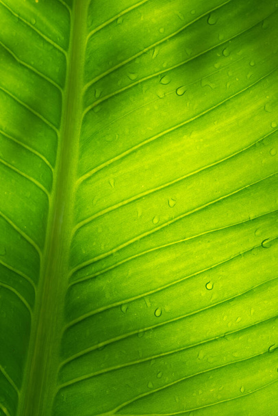 Water on leave background, Green leaf nature - Фото, зображення