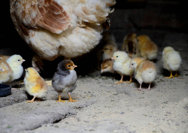 Les poulets nouveau-nés et une mère poulet picorent à la nourriture. Le concept d'élevage de poulets dans une ferme avicole, Pâques. - Photo, image