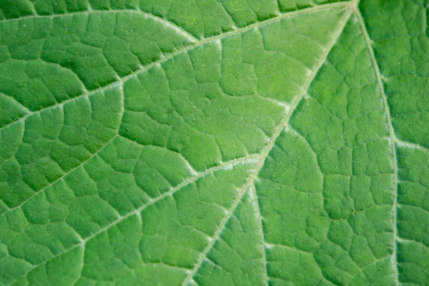 Close up leaf. Fresh green leaf texture macro background - Foto, Bild