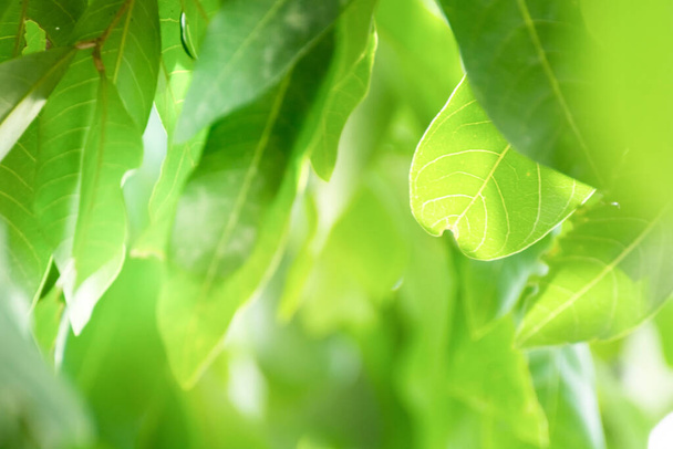 Весенний естественный зеленый фон листьев. Зеленый лист на размытом фоне. использование в качестве весеннего и природного фона. выбирает фокус - Фото, изображение