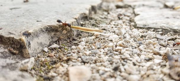 gli operai delle formiche portano il seme ai loro nidi vista da vicino - Foto, immagini