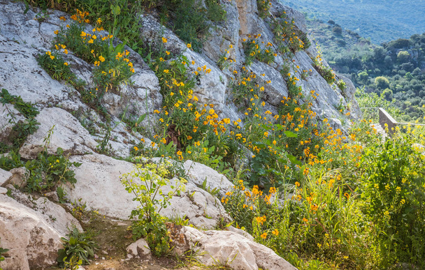 wild flowers on a rock - Foto, imagen