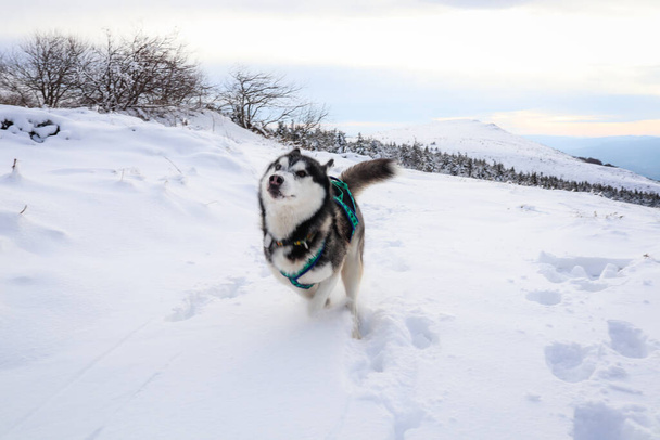Černobílý Sibiřský Husky v zimních horách. Sníh v ukrajinských Karpat - Fotografie, Obrázek